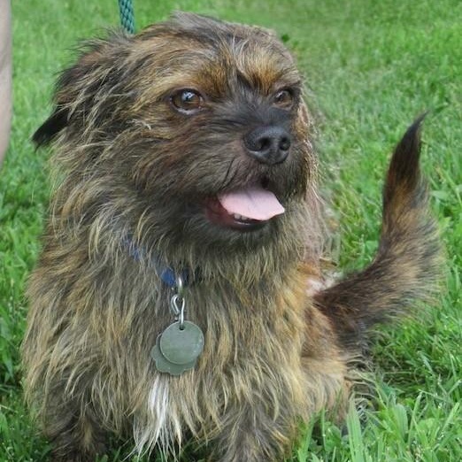 Remi, Adoptable, Young Male Cairn Terrier.