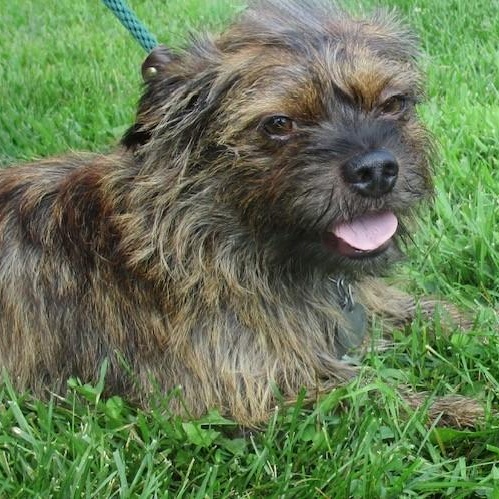 Remi, a Adoptable mixed breed in White Bear Lake, MN image 5/6