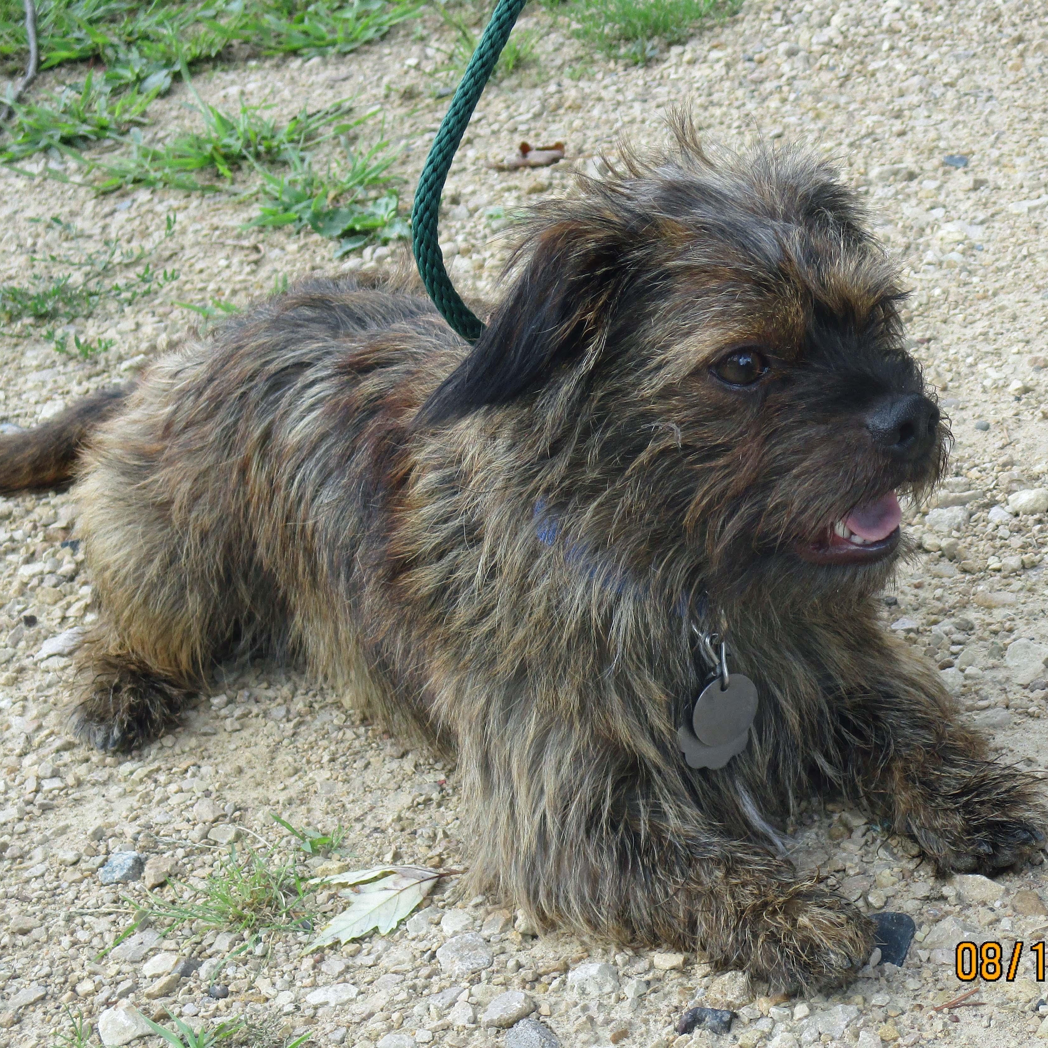 Remi, a Adoptable mixed breed in White Bear Lake, MN image 6/6