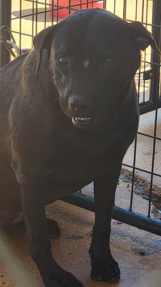 Claire, Adoptable, Adult Female Labrador Retriever & Mixed Breed.