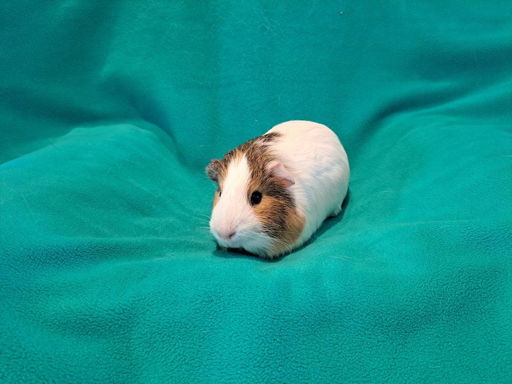 Orville and Wilbur, a Adoptable mixed breed in South Bend, IN image 1/5