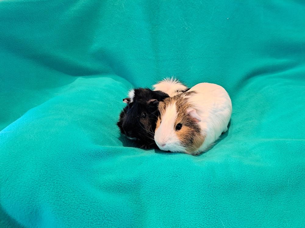 Orville and Wilbur, a Adoptable mixed breed in South Bend, IN image 2/5