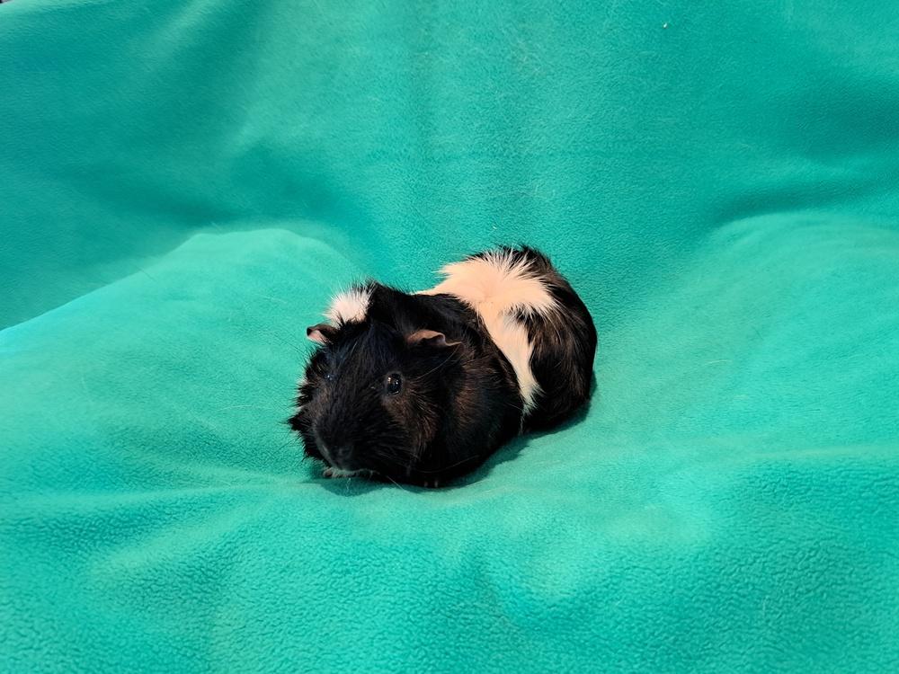 Orville and Wilbur, a Adoptable mixed breed in South Bend, IN image 3/5