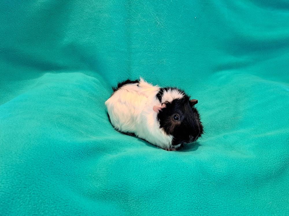 Orville and Wilbur, a Adoptable mixed breed in South Bend, IN image 5/5