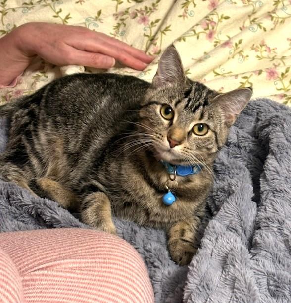 Enlarge Wuffy, a Adoptable Domestic Short Hair in New Albany, OH image 2/5