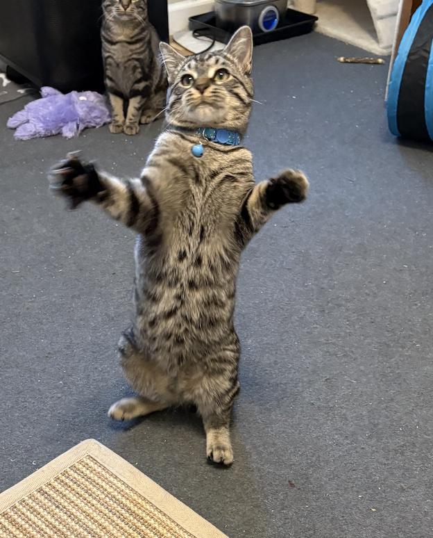 Wuffy, Adoptable, Kitten Female Domestic Short Hair.