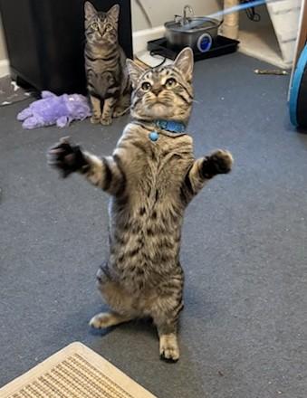 Enlarge Wuffy, a Adoptable Domestic Short Hair in New Albany, OH image 1/5