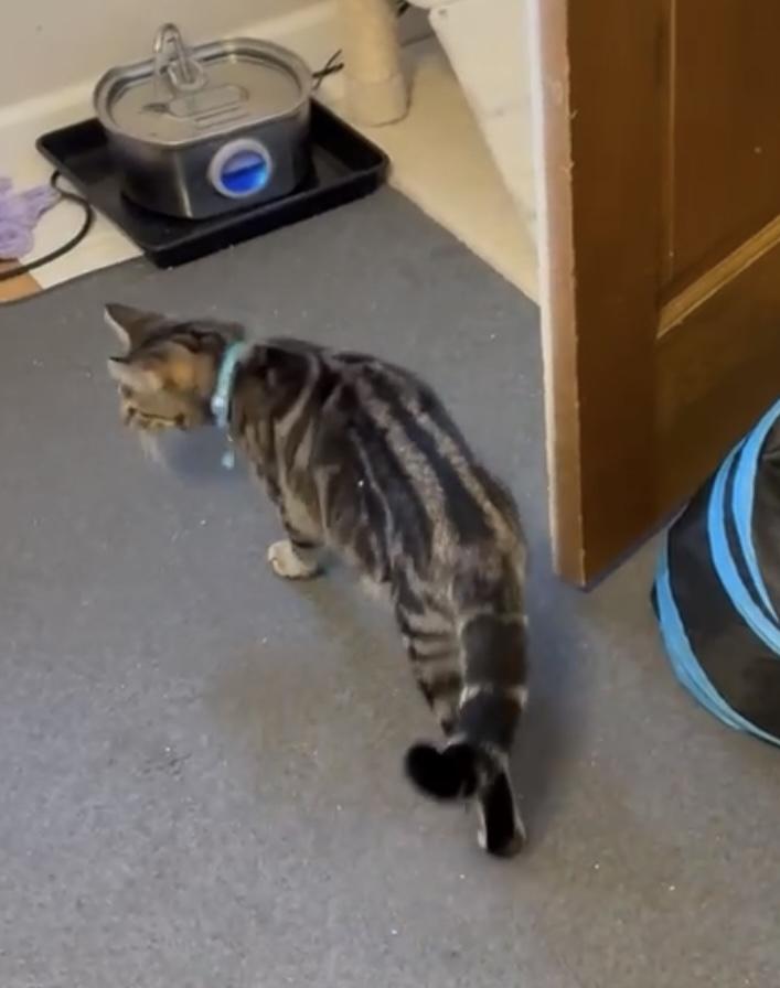 Wuffy — thumbnail 3