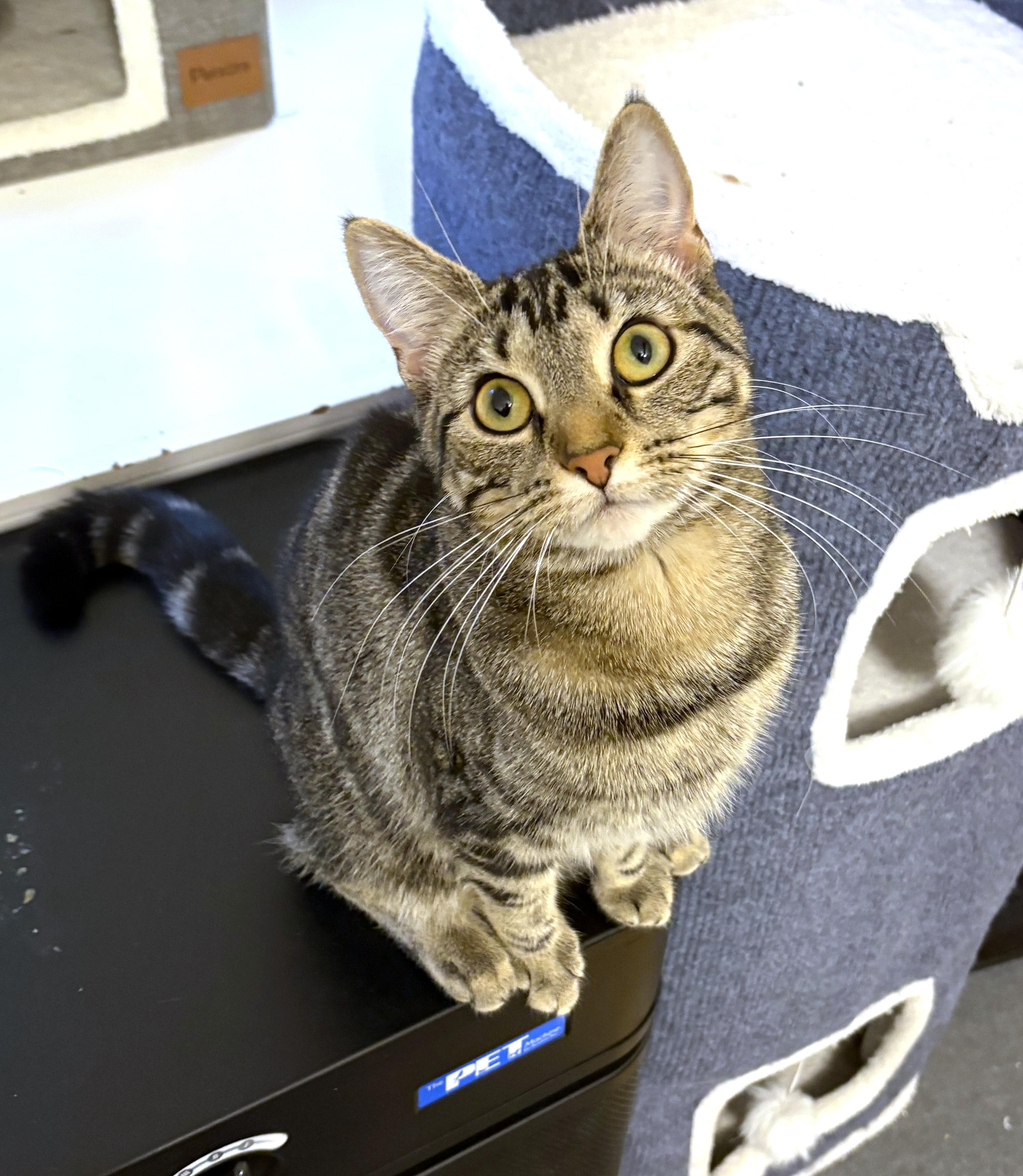 Wulfy, a Adoptable Domestic Short Hair in New Albany, OH image 4/6