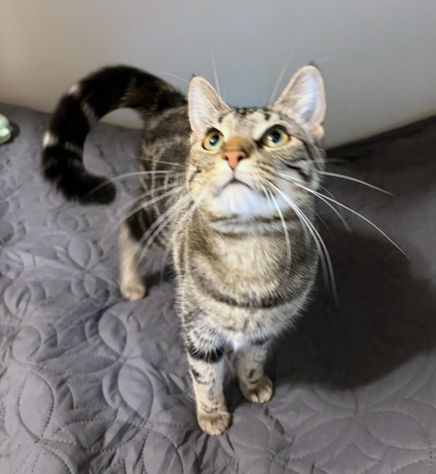 Wulfy, a Adoptable Domestic Short Hair in New Albany, OH image 5/6