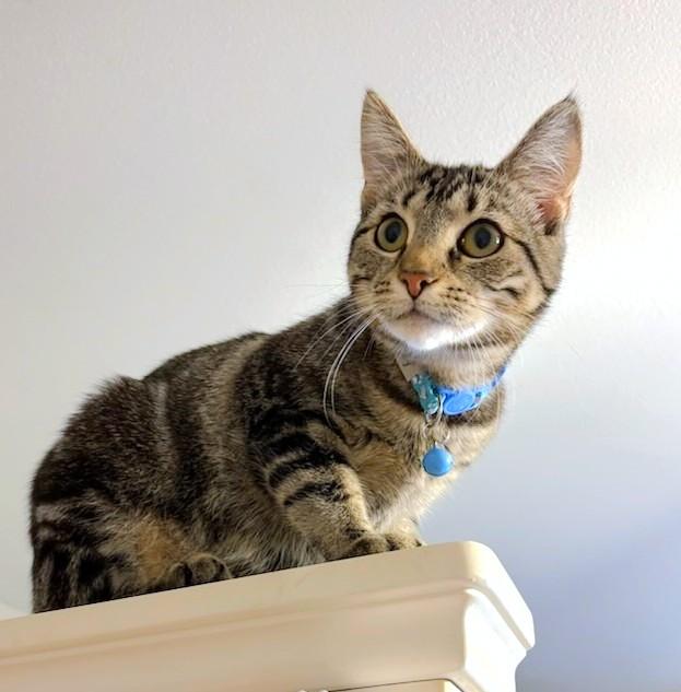 Wulfy, a Adoptable Domestic Short Hair in New Albany, OH image 3/6
