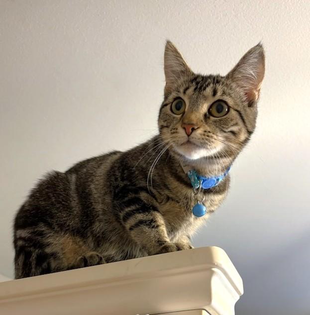 Enlarge Wuffy, a Adoptable Domestic Short Hair in New Albany, OH image 3/5