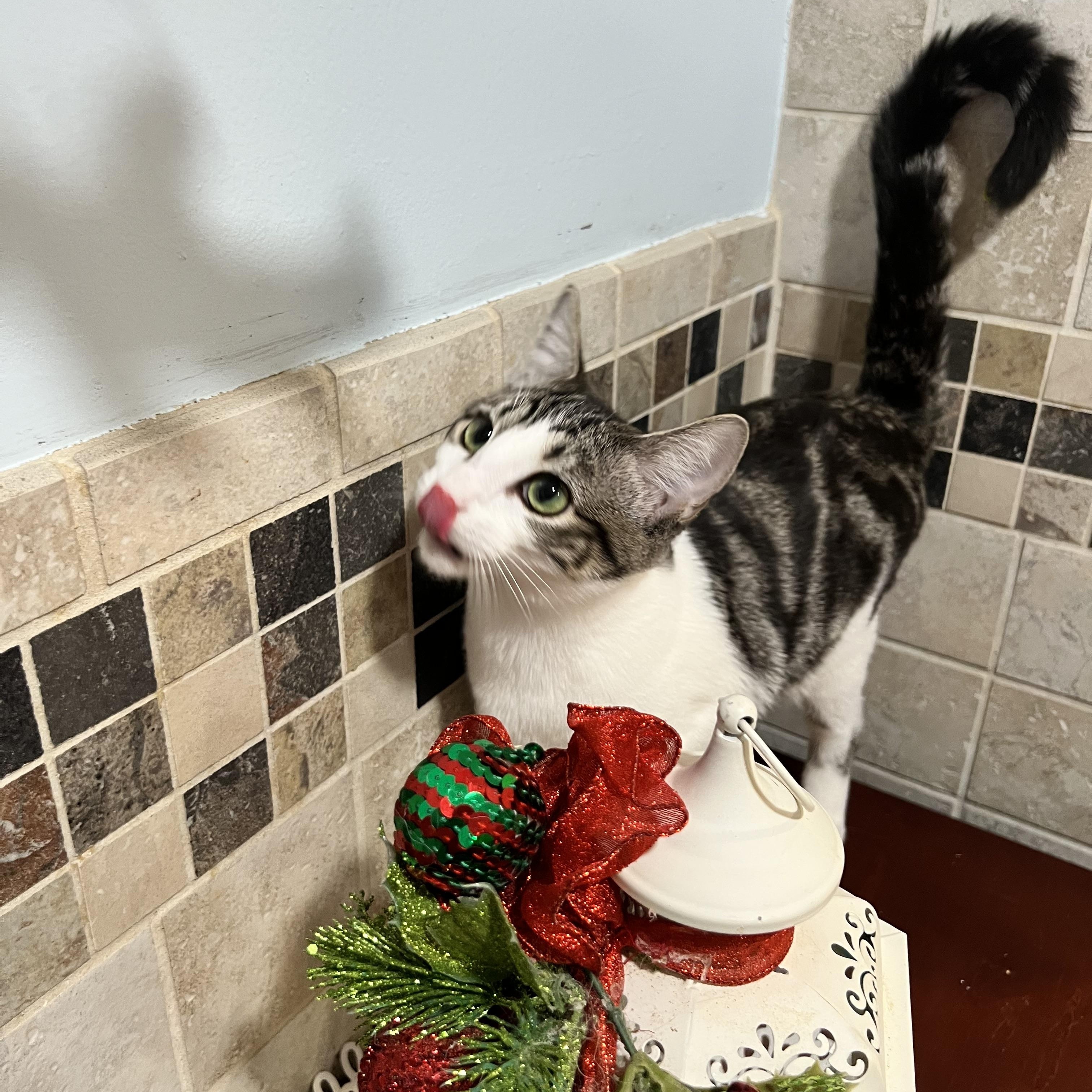 Enlarge Kapalua, a Adoptable Tabby in Pomona, CA image 1/6