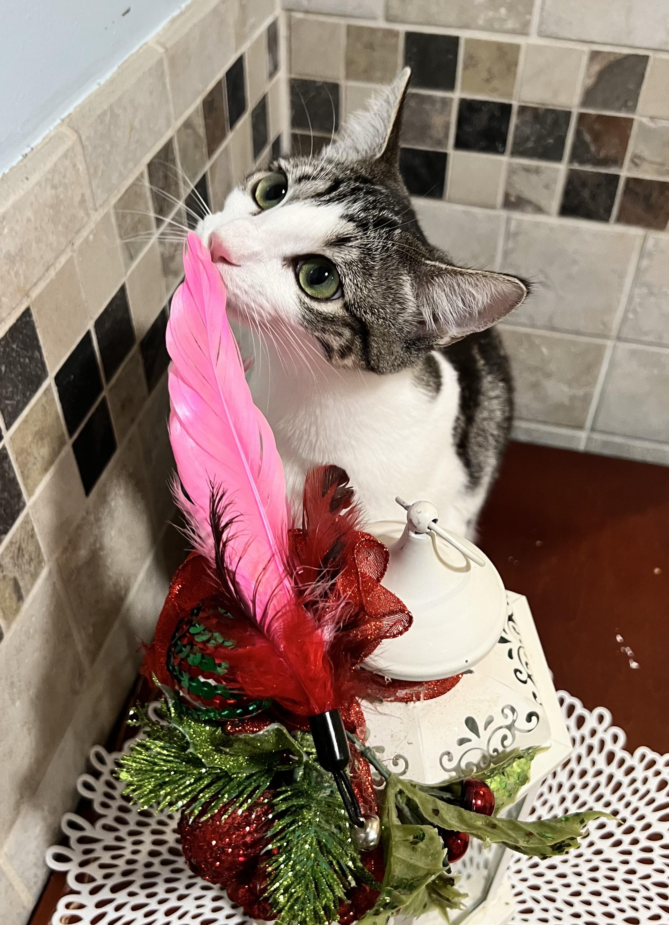 Enlarge Kapalua, a Adoptable Tabby in Pomona, CA image 3/6