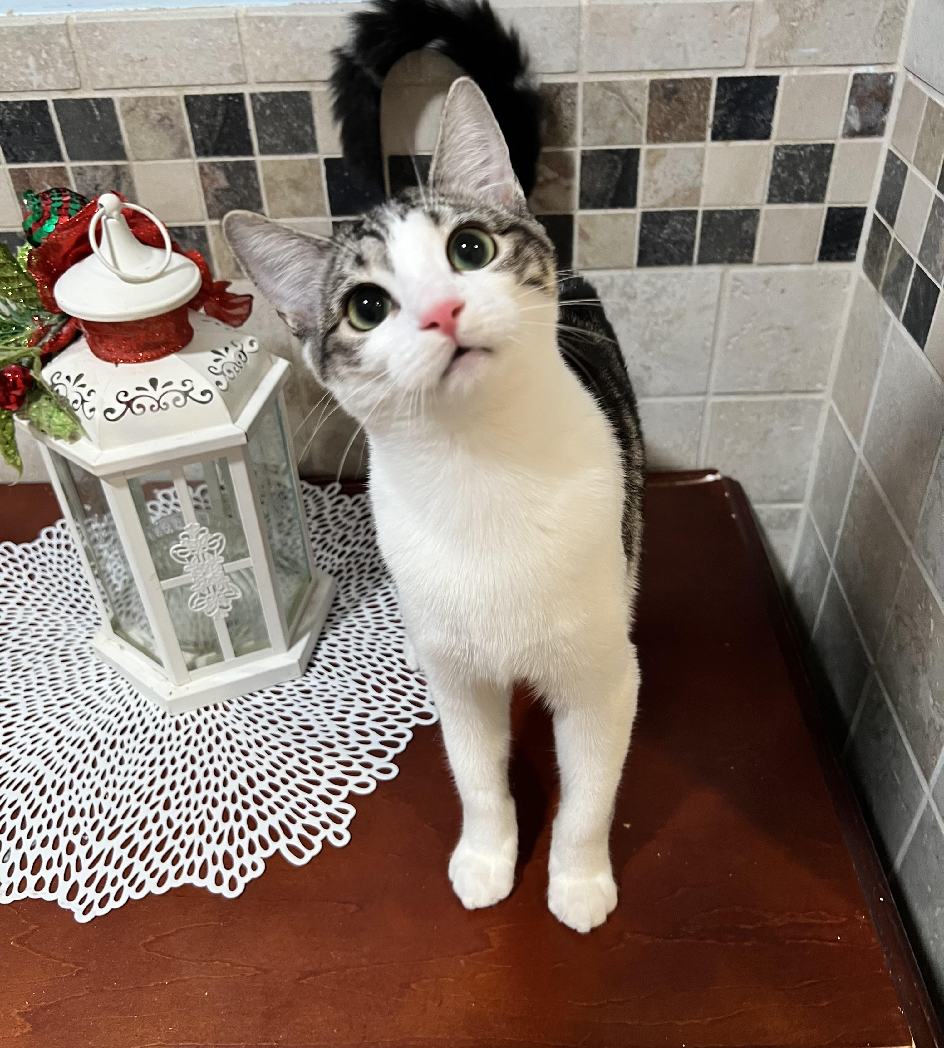 Enlarge Kapalua, a Adoptable Tabby in Pomona, CA image 4/6