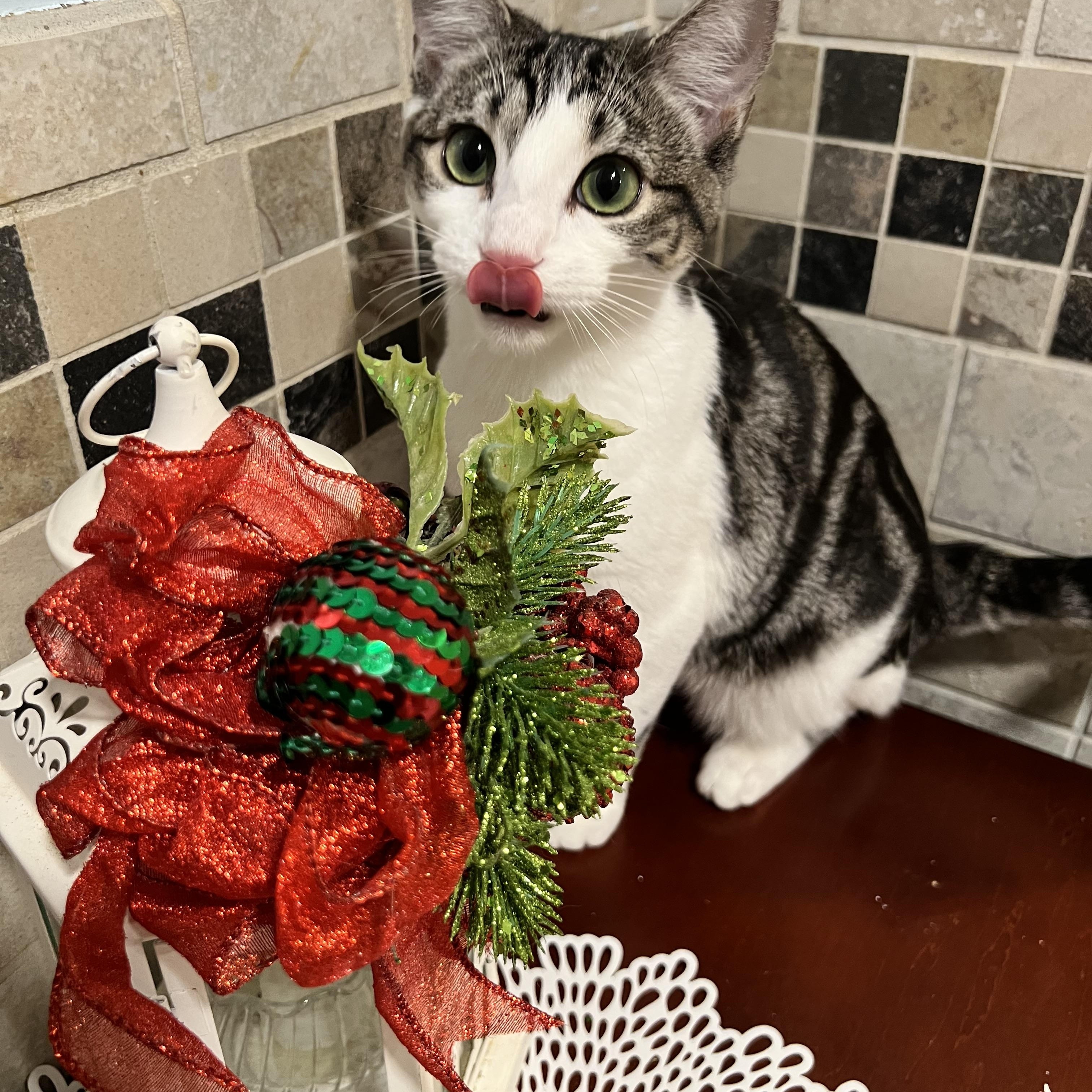 Kapalua, Baby Female Tabby