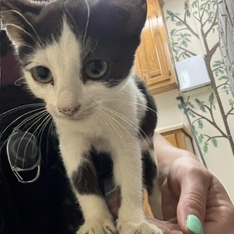Baby Spice, adopted, Kitten Female Domestic Short Hair.