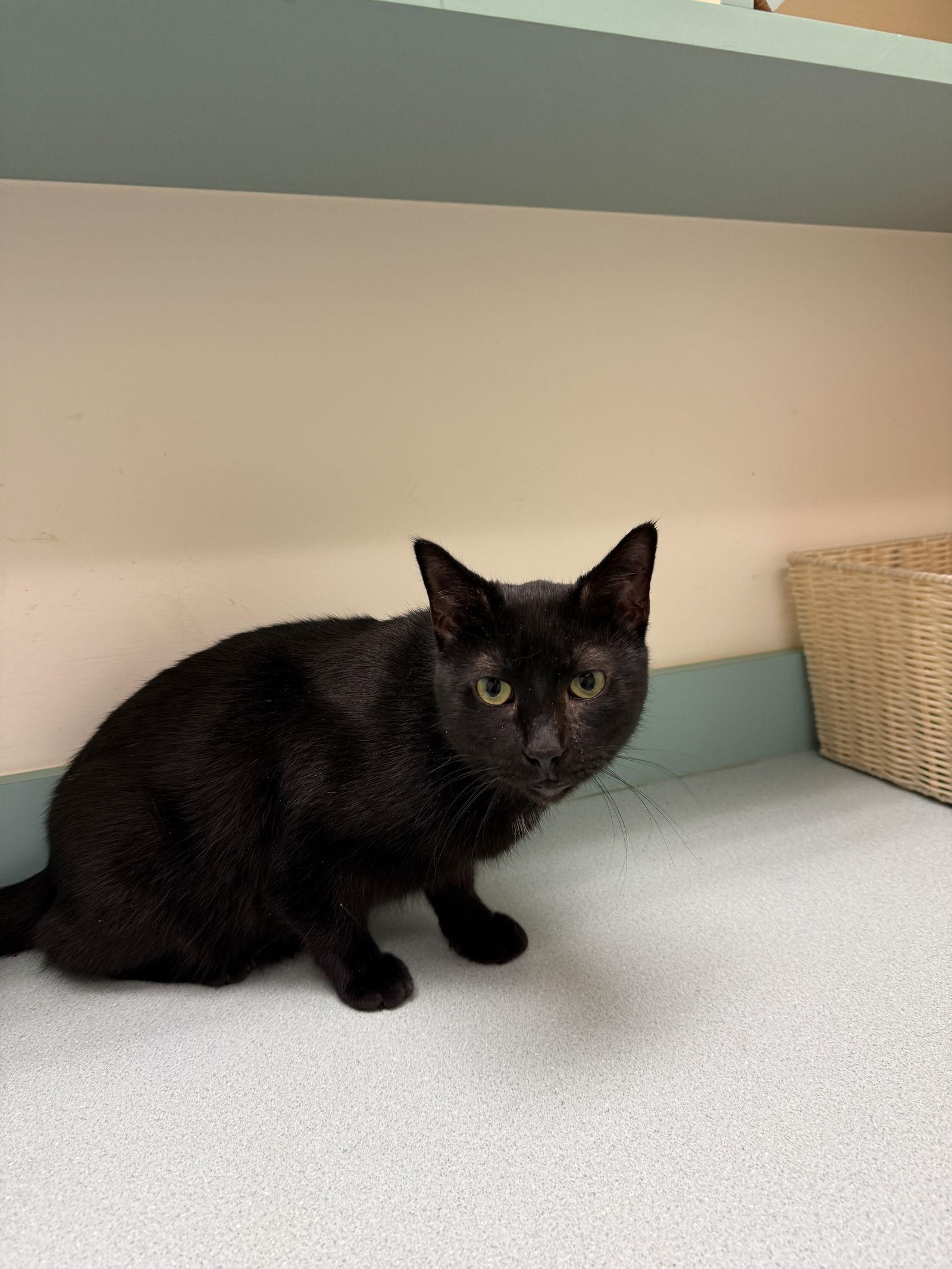 Midnight Blue (Must be adopted w Tilt), a Adoptable Domestic Short Hair in Walled Lake, MI image 1/3