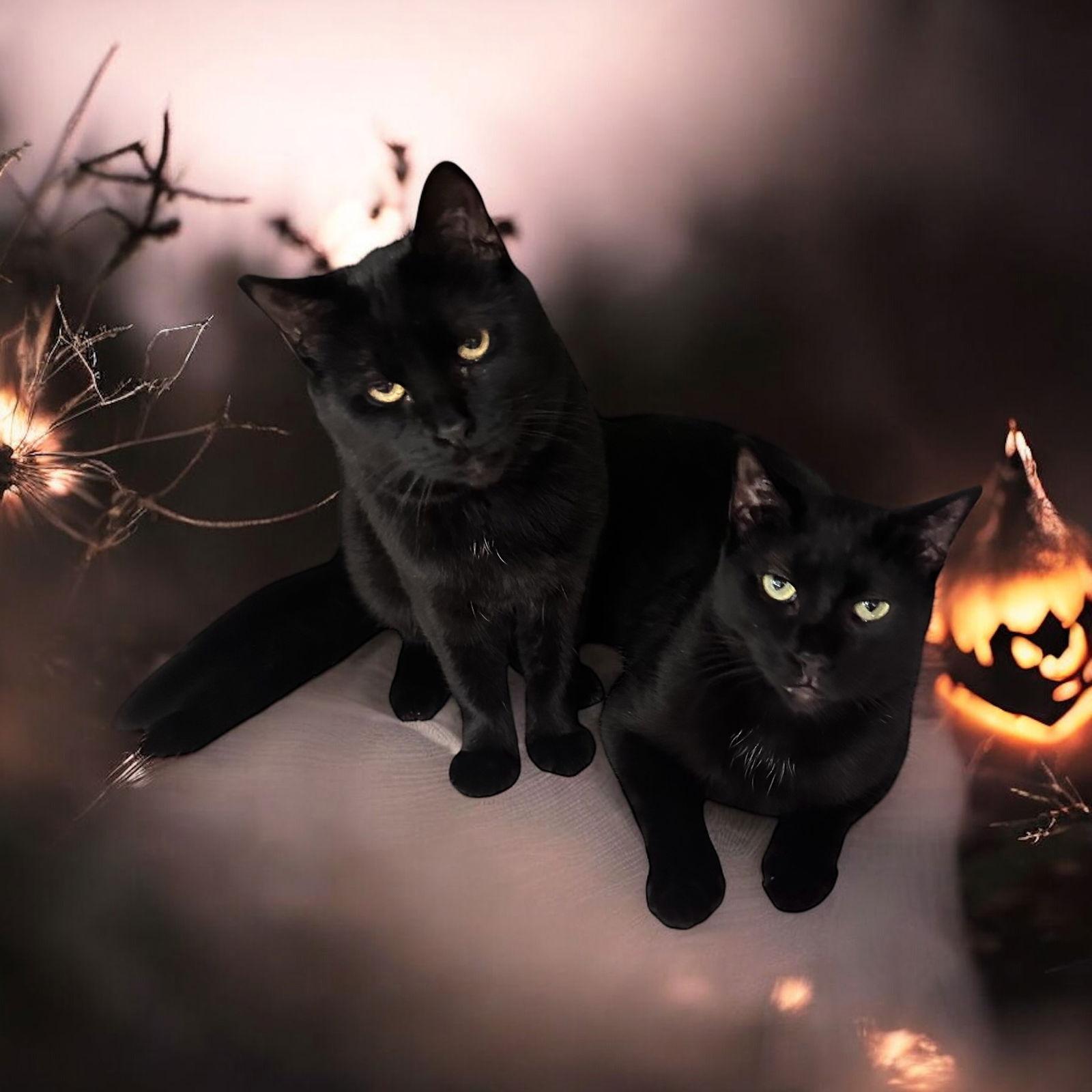 Midnight Blue (Must be adopted w Tilt), a Adoptable Domestic Short Hair in Walled Lake, MI image 2/3