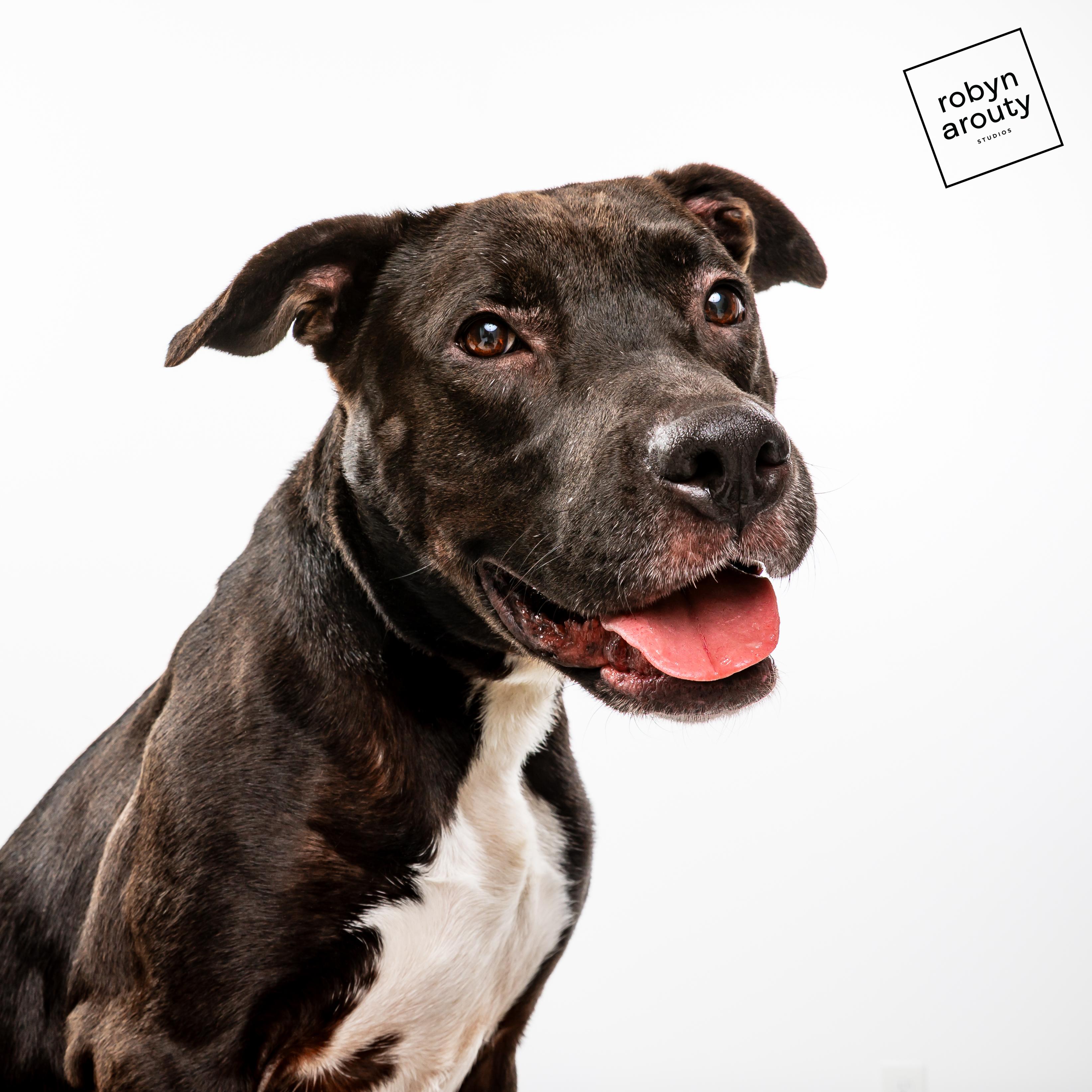 Enlarge Luna, a ADOPTABLE Pit Bull Terrier in Houston, TX image 1/5