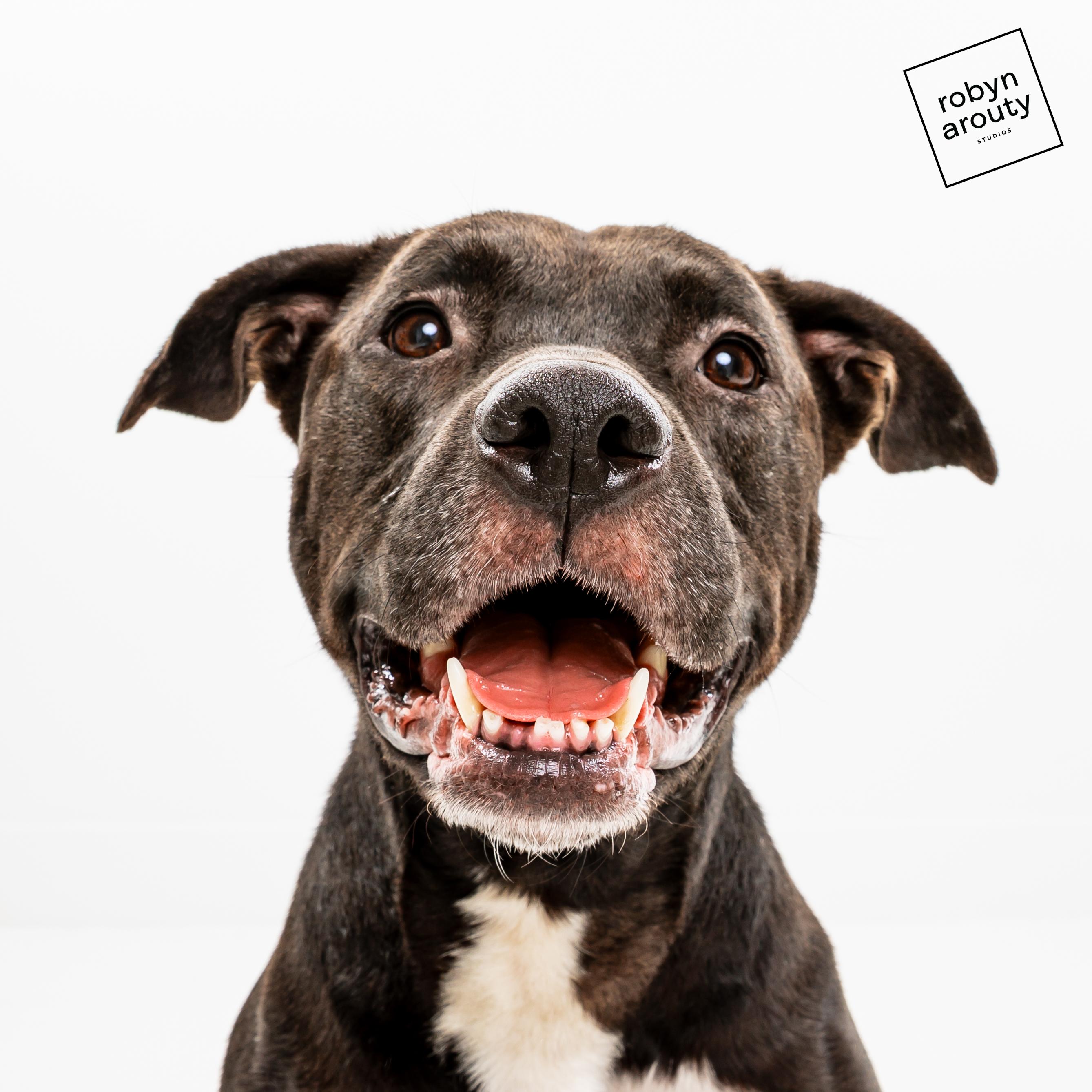 Enlarge Luna, a ADOPTABLE Pit Bull Terrier in Houston, TX image 2/5