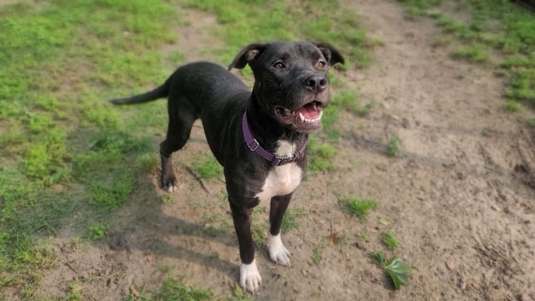 Enlarge Luna, a ADOPTABLE Pit Bull Terrier in Houston, TX image 1/2
