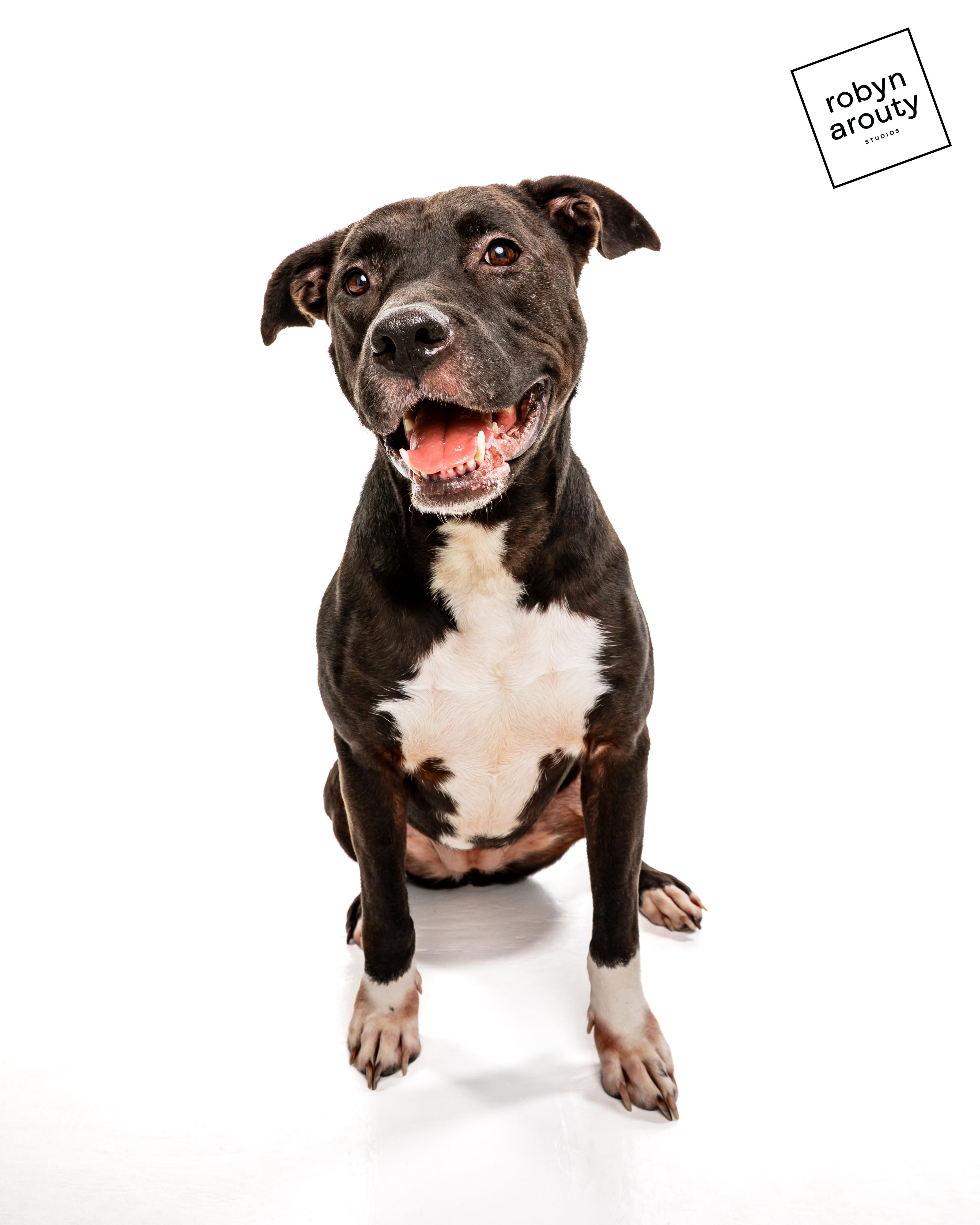 Enlarge Luna, a ADOPTABLE Pit Bull Terrier in Houston, TX image 3/5