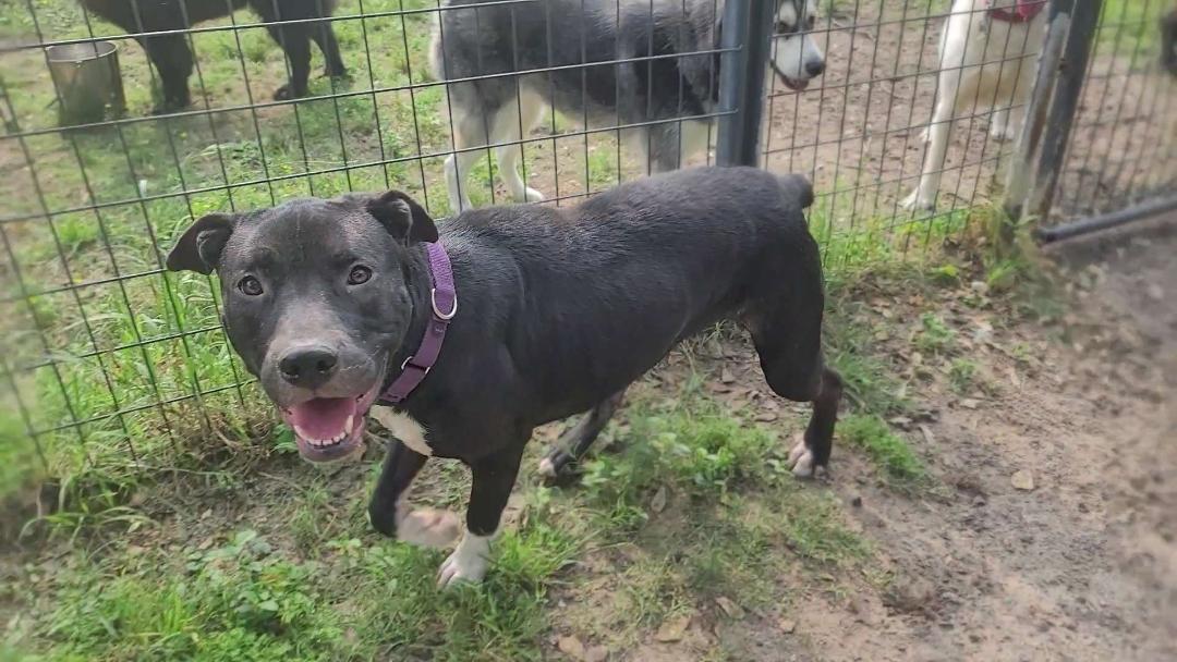 Enlarge Luna, a ADOPTABLE Pit Bull Terrier in Houston, TX image 2/2