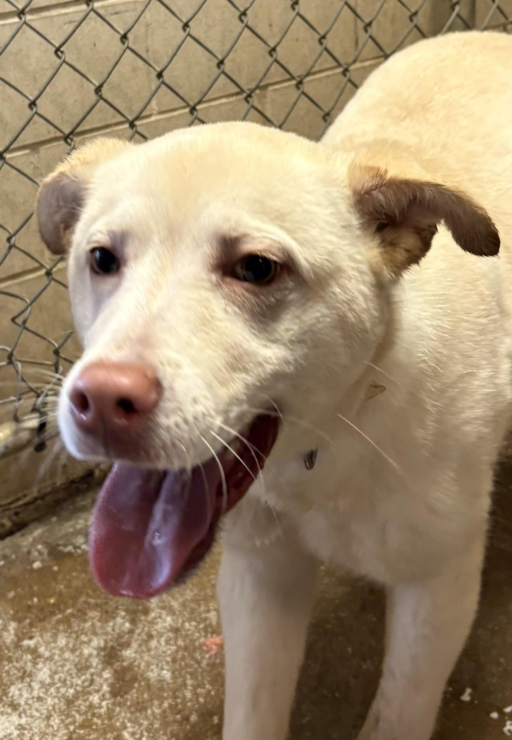 Enlarge Willie OWNER REDEEMED , an adopted mixed breed in Canton, OH image 1/1