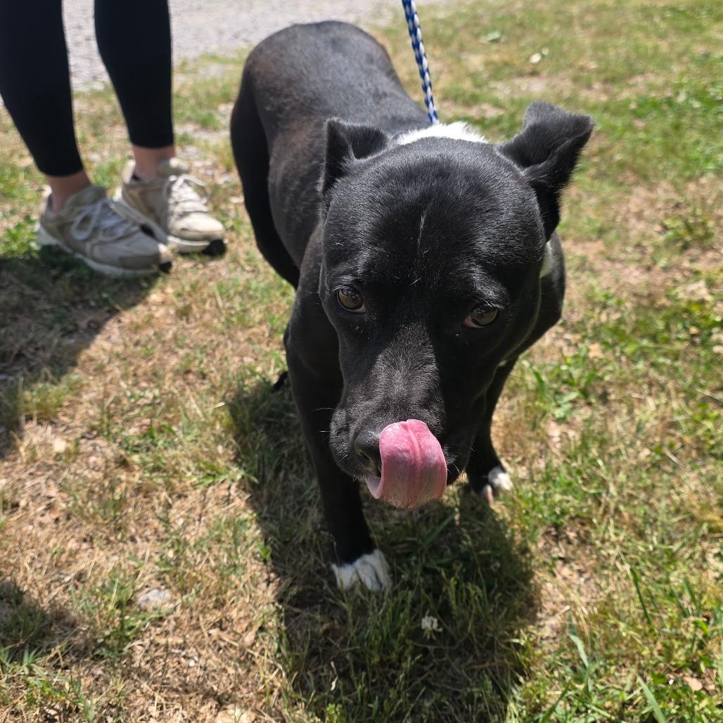 Felicia, Adoptable, Adult Female Pit Bull Terrier.