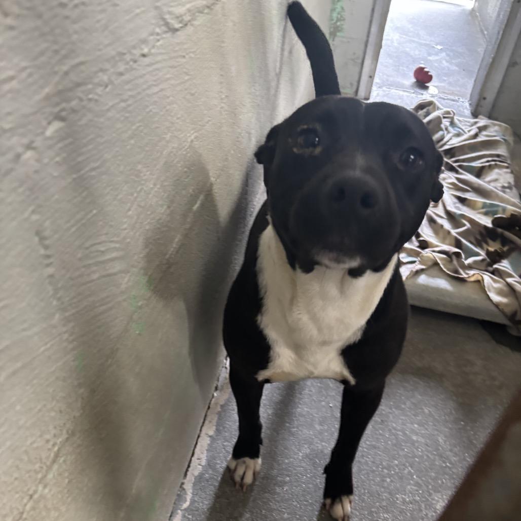 Enlarge Felicia, a Adoptable mixed breed in Clanton, AL image 2/3