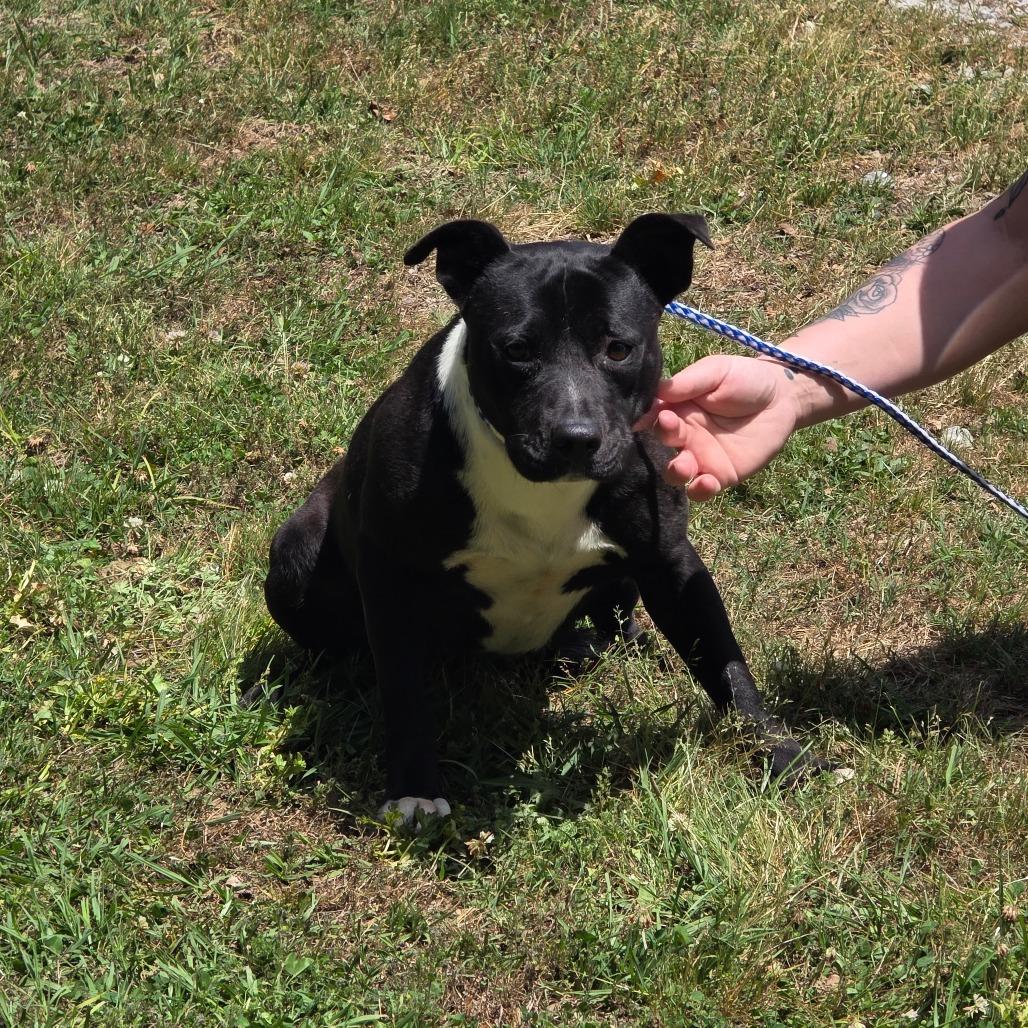 Enlarge Felicia, a Adoptable mixed breed in Clanton, AL image 3/3