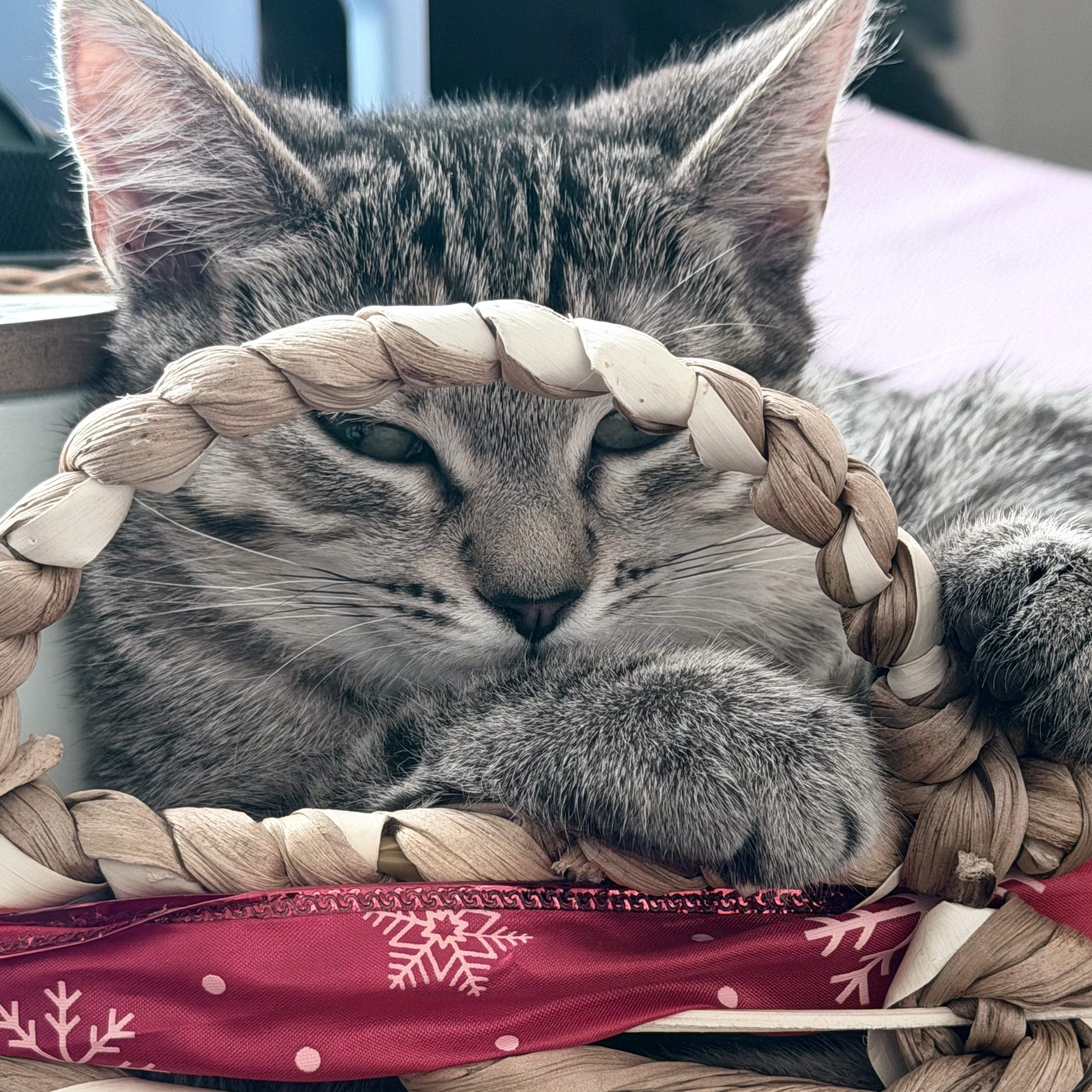 Enlarge Callie, a ADOPTABLE Domestic Short Hair in Johnson City, TN image 3/4