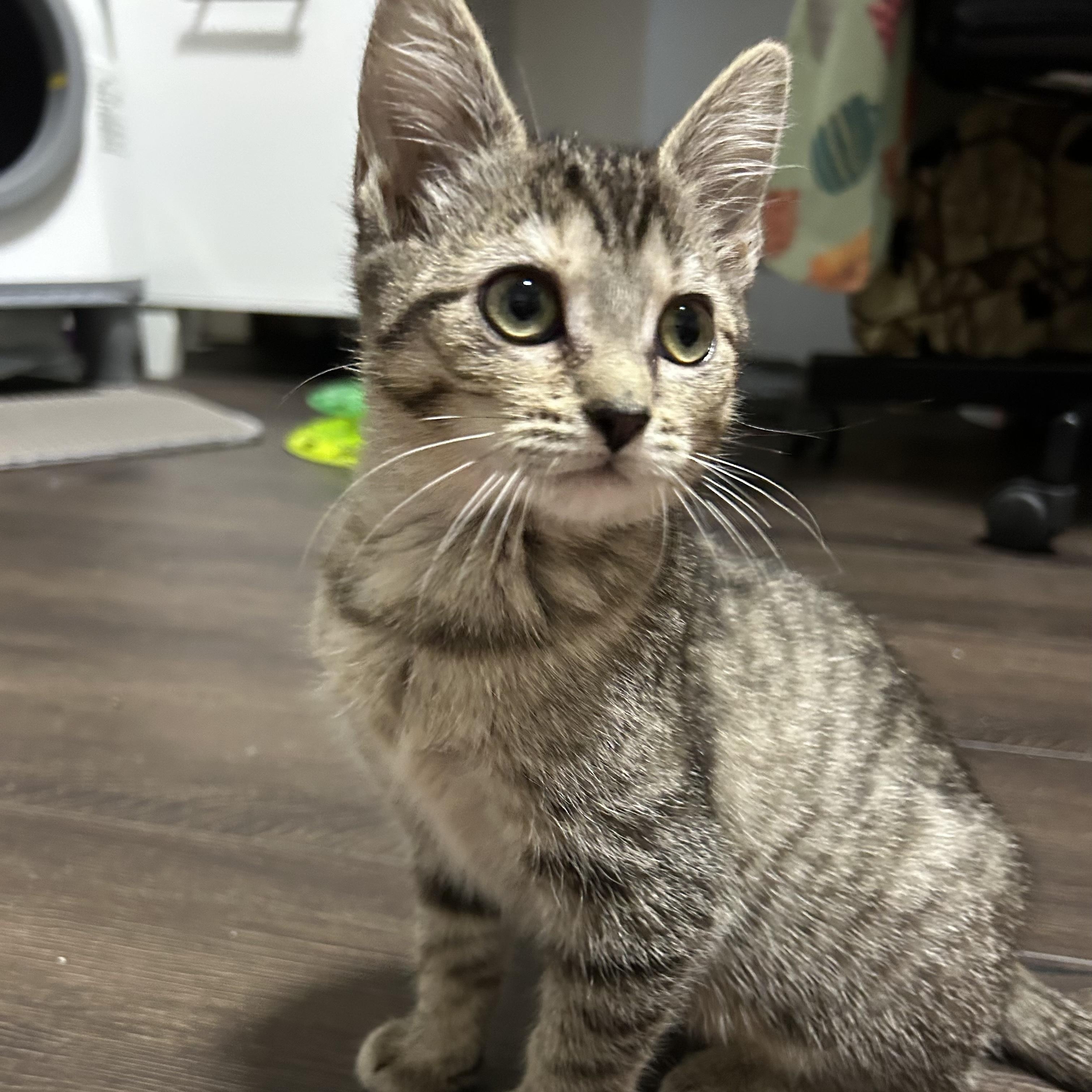 Enlarge Callie, a ADOPTABLE Domestic Short Hair in Johnson City, TN image 2/4