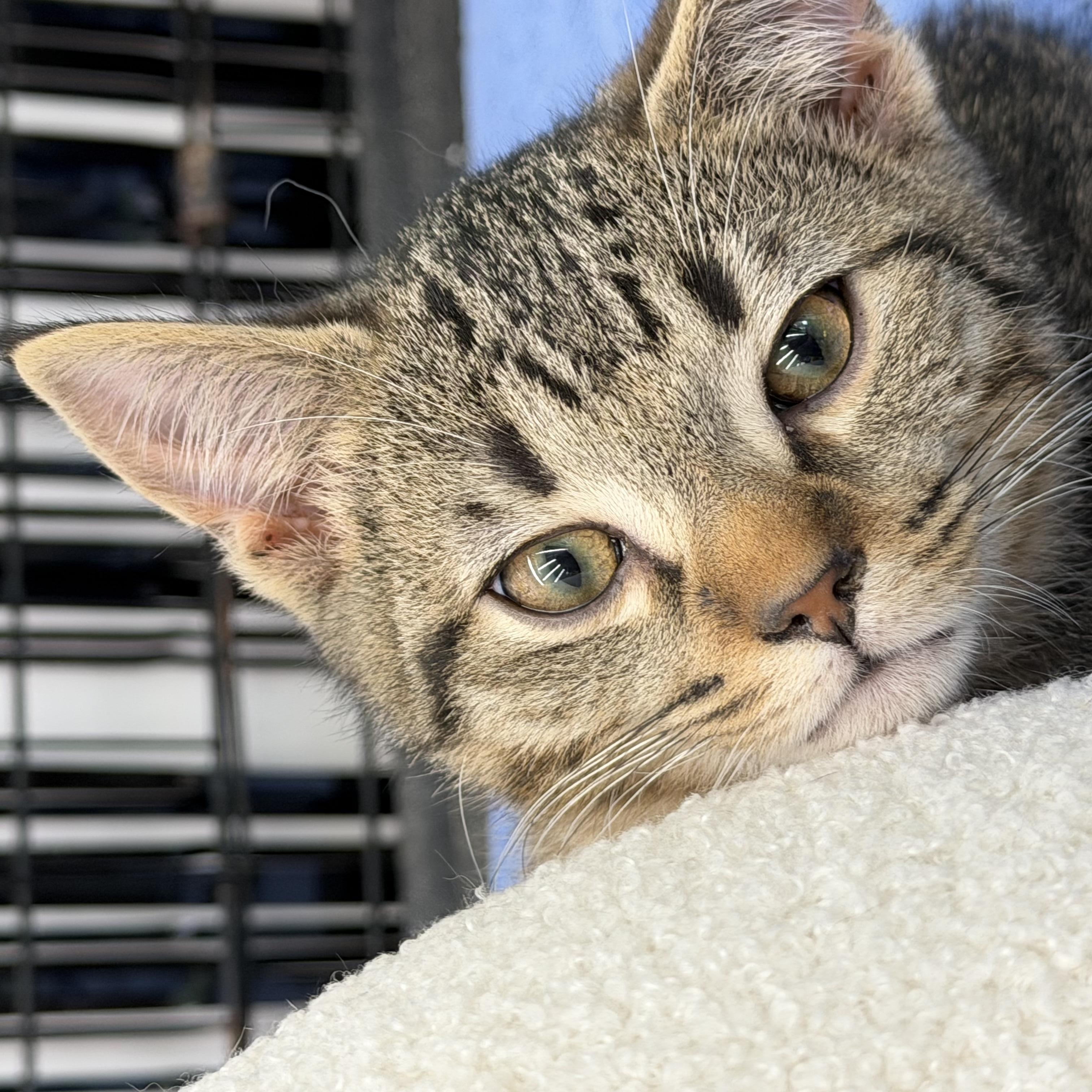 Enlarge Callie, a ADOPTABLE Domestic Short Hair in Johnson City, TN image 1/4