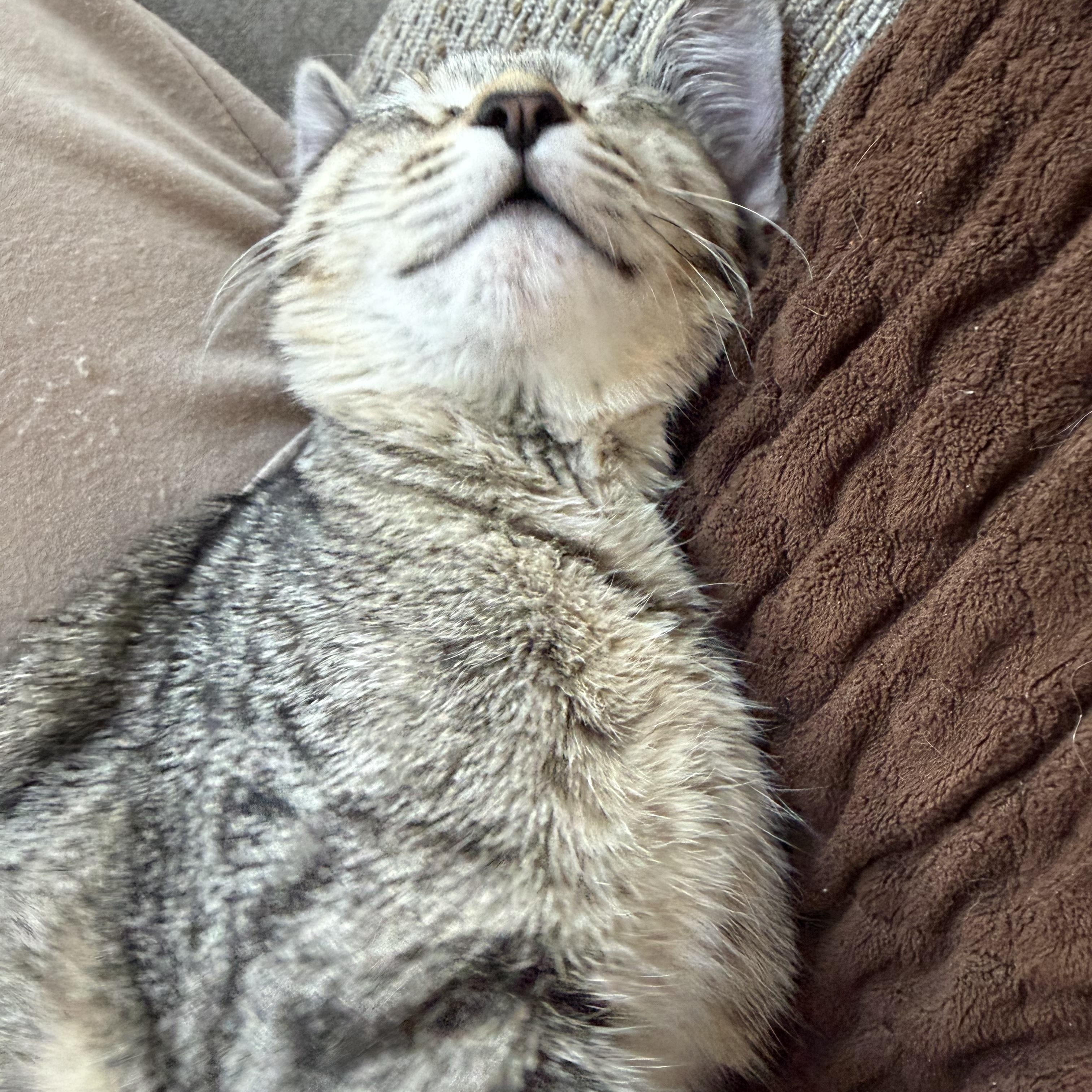 Callie, ADOPTABLE, Kitten Female Domestic Short Hair.