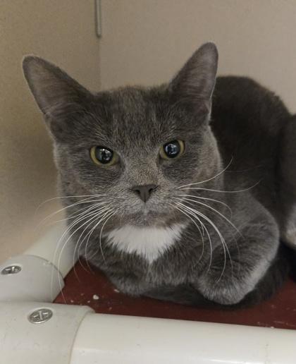 Jimmy - Meet me at Petsmart Northborough, Adoptable, Kitten Male Domestic Short Hair & Domestic Short Hair.