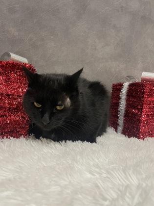 Menie, Adoptable, Senior Male Domestic Medium Hair & Domestic Short Hair.