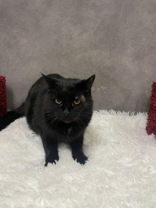 Menie, a Adoptable mixed breed in Cedar Hill, TX image 2/2