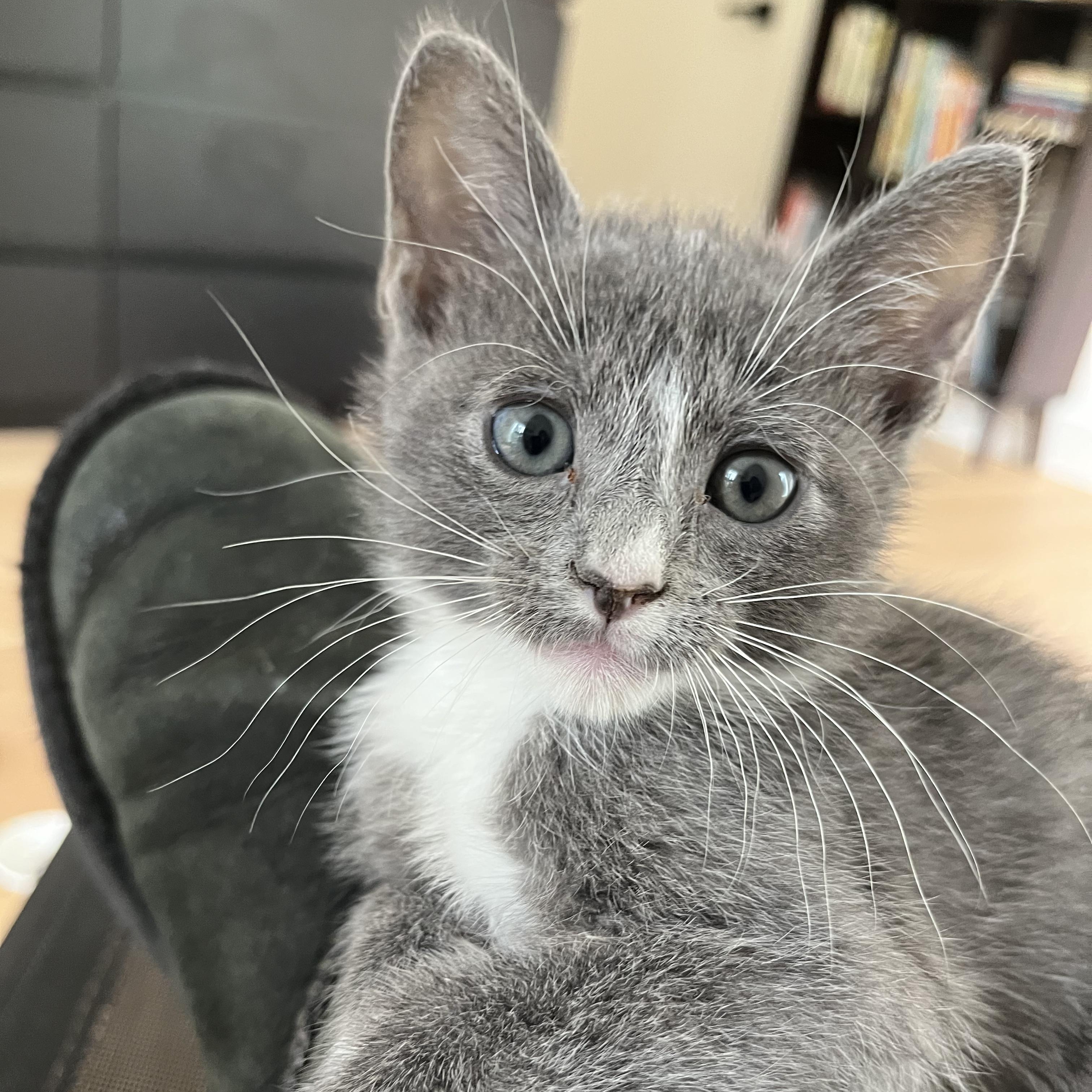 Enlarge Smokey, a Adopted mixed breed in Fort Payne, AL image 1/5
