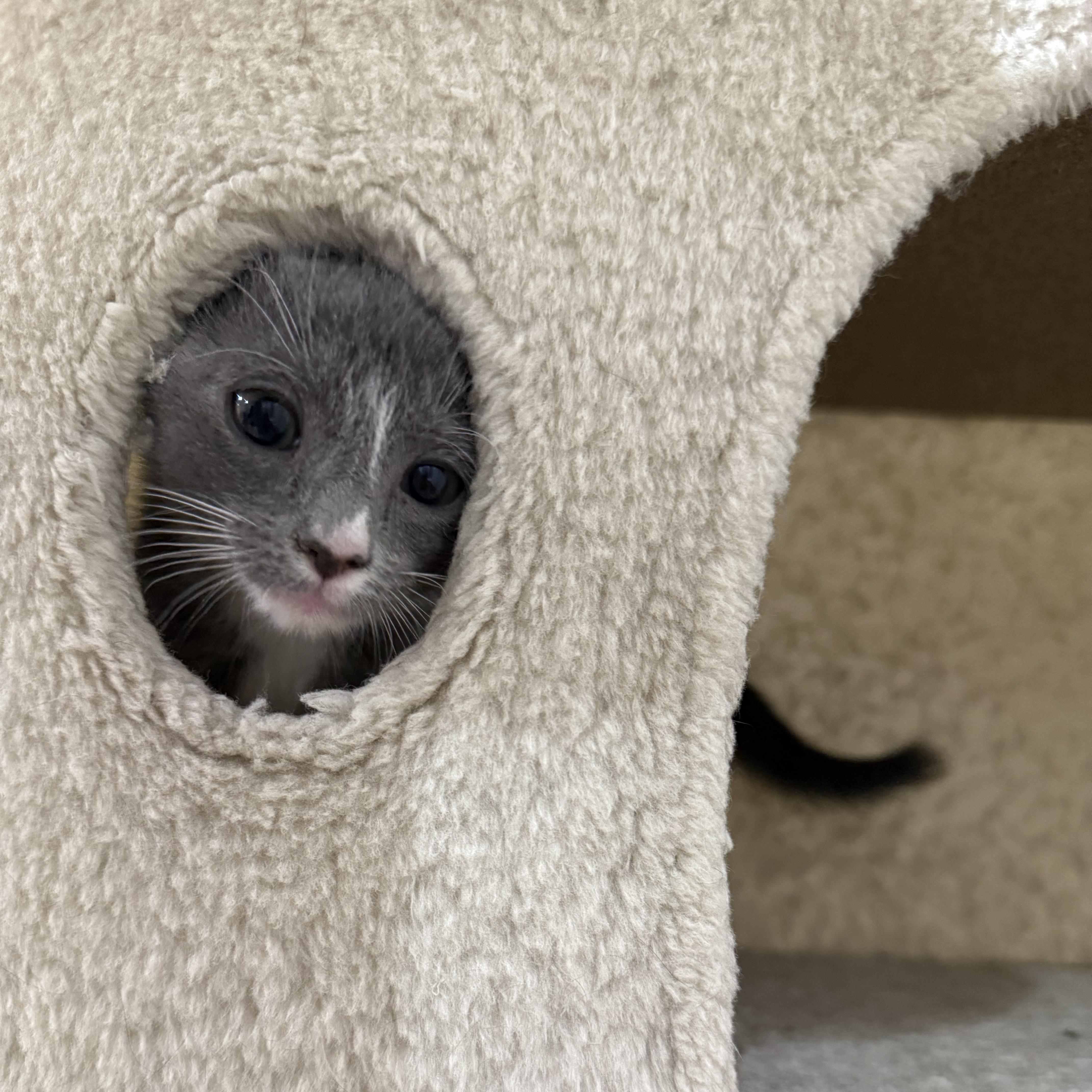 Enlarge Smokey, a Adopted mixed breed in Fort Payne, AL image 2/5