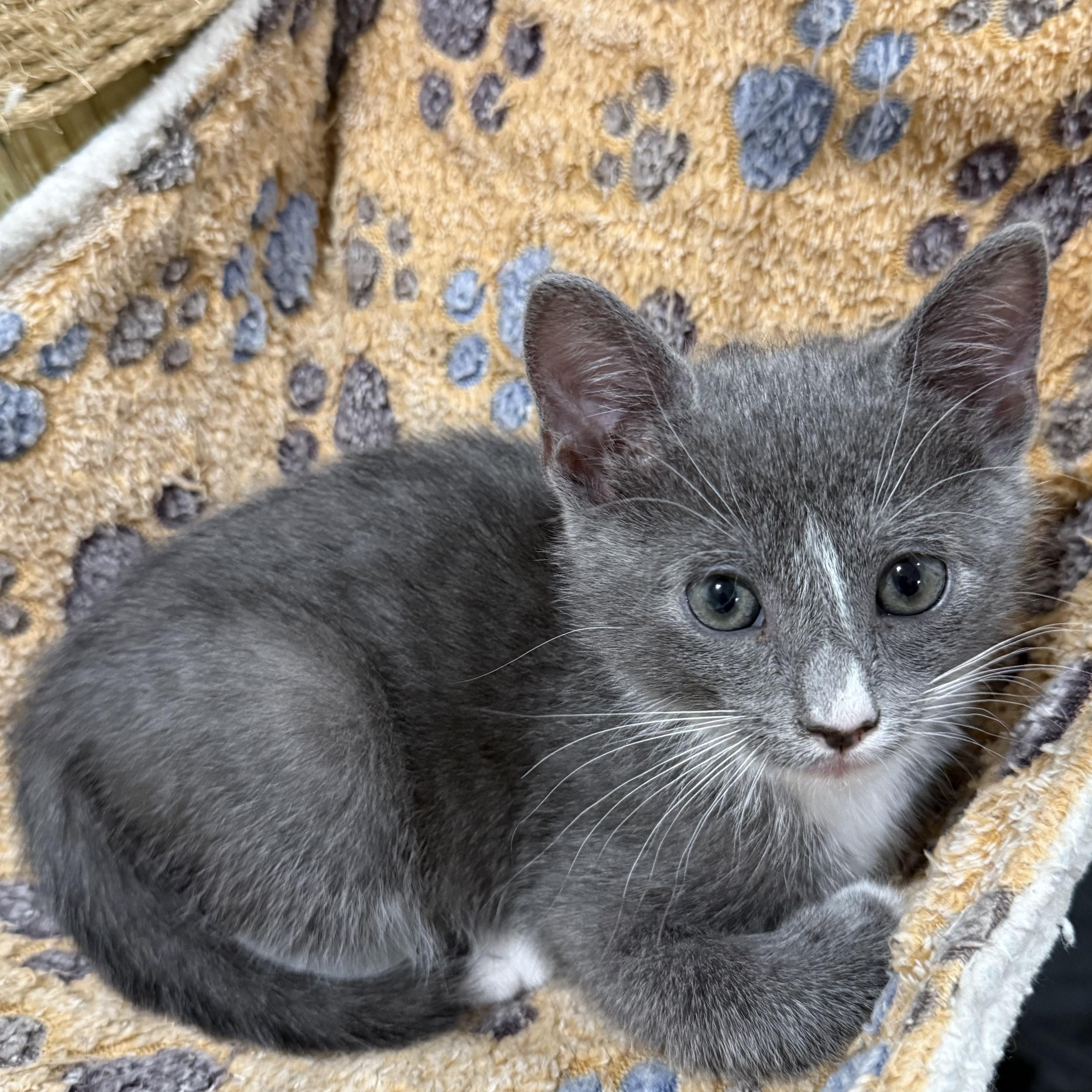 Enlarge Smokey, a Adopted mixed breed in Fort Payne, AL image 3/5