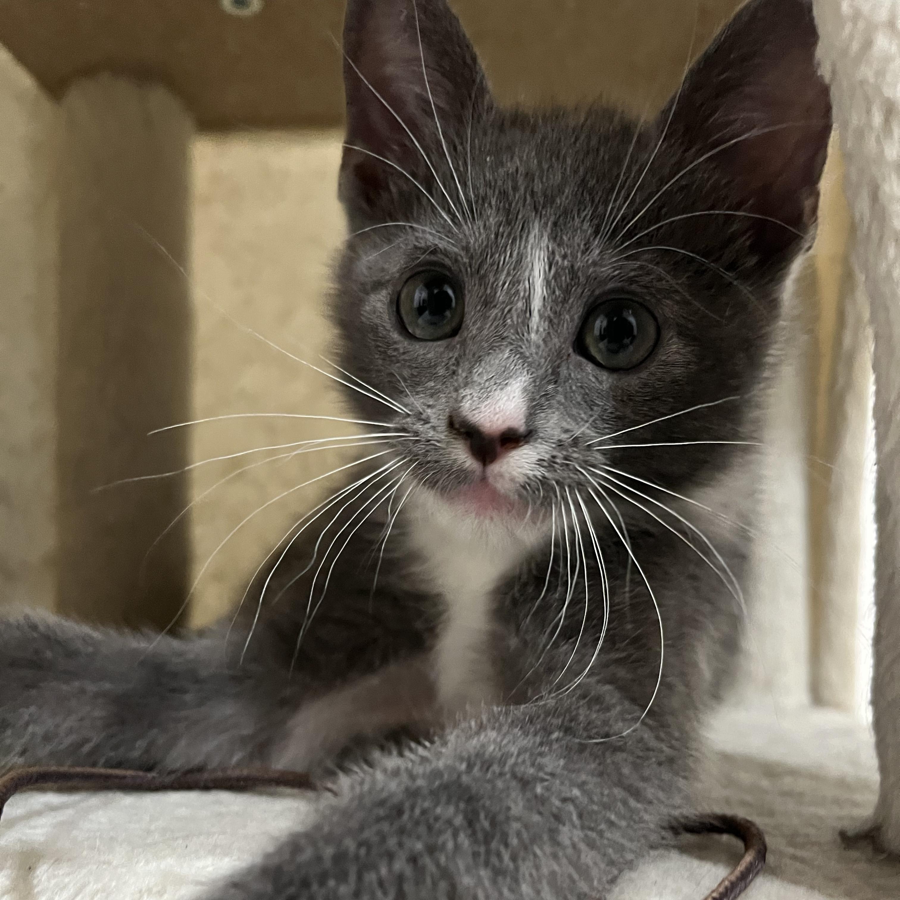 Enlarge Smokey, a Adopted mixed breed in Fort Payne, AL image 4/5
