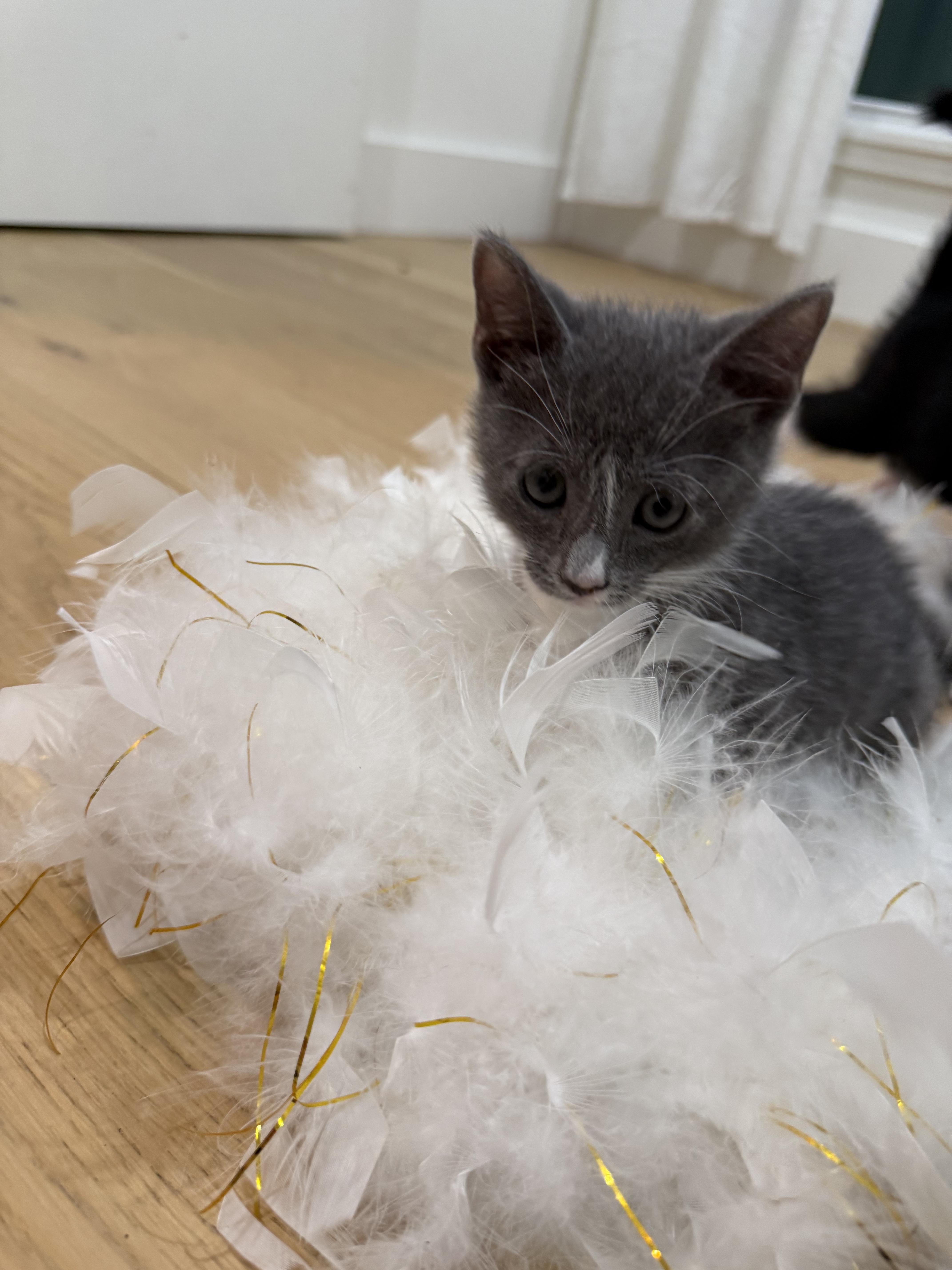 Enlarge Smokey, a Adopted mixed breed in Fort Payne, AL image 5/5