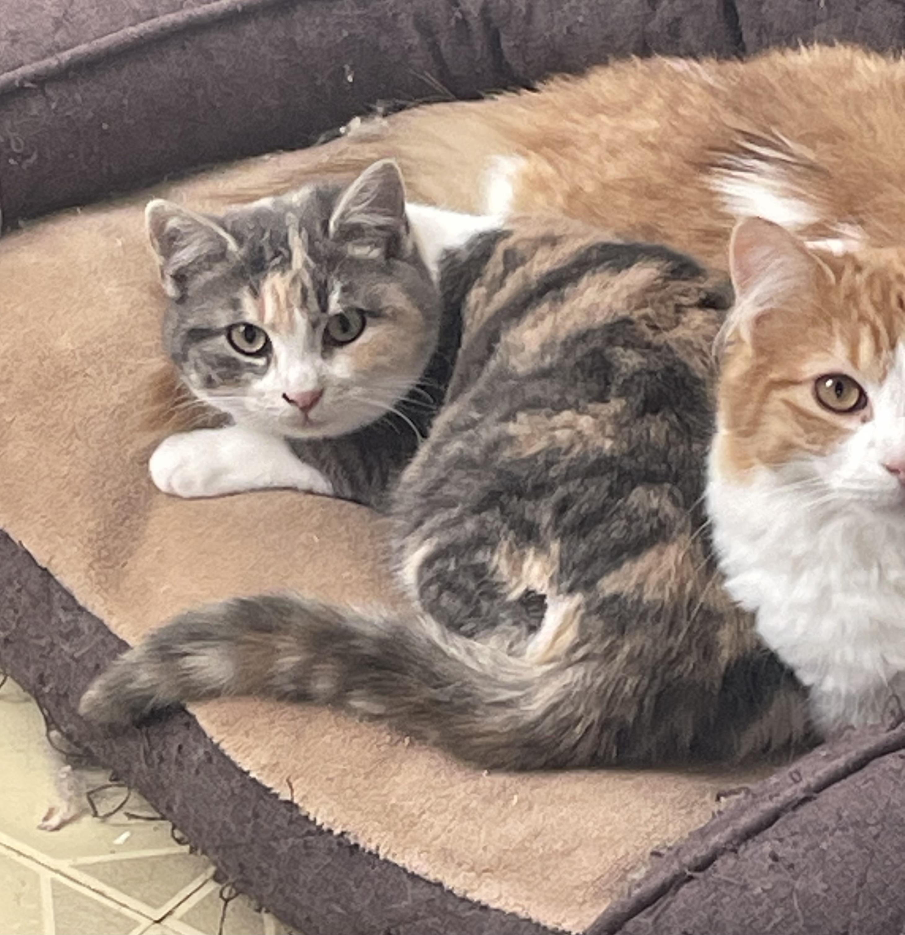 Mindy, ADOPTABLE, Kitten Female Dilute Calico.