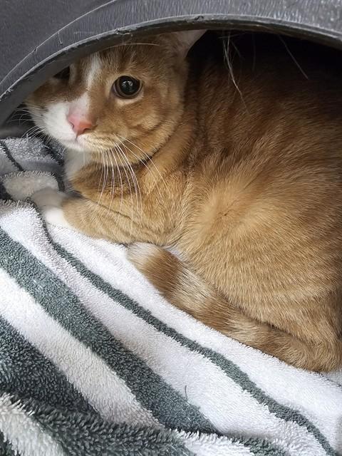 Enlarge GARFIELD, a Adoptable Domestic Short Hair in Vaughan, ON image 1/1