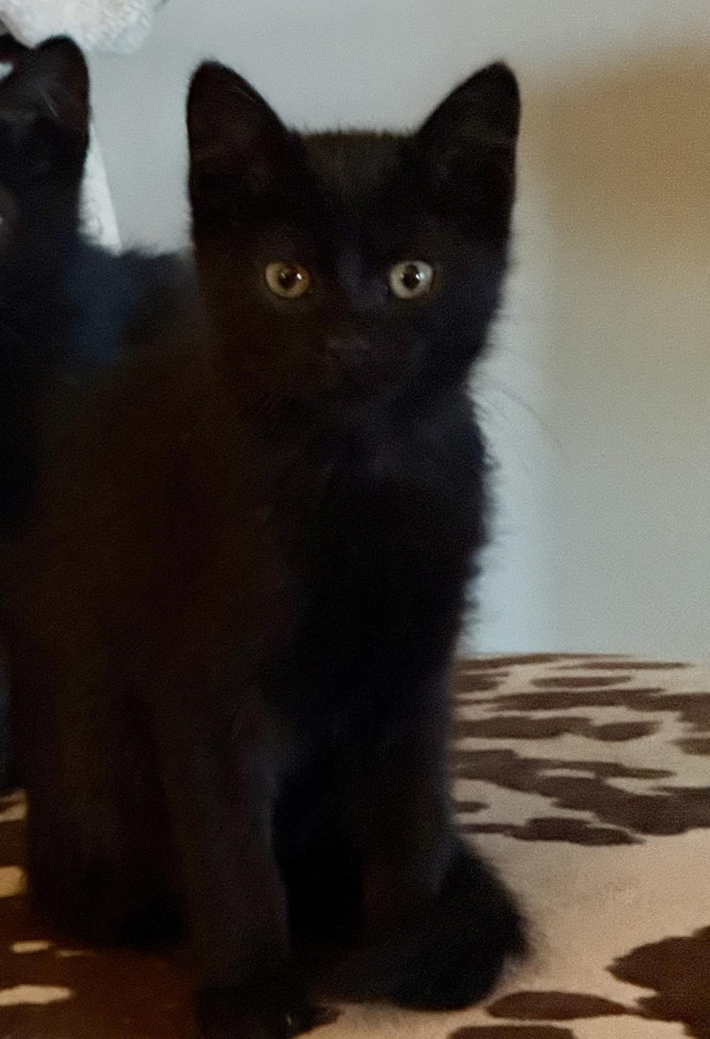 Choco, adopted, Young Male Domestic Short Hair.