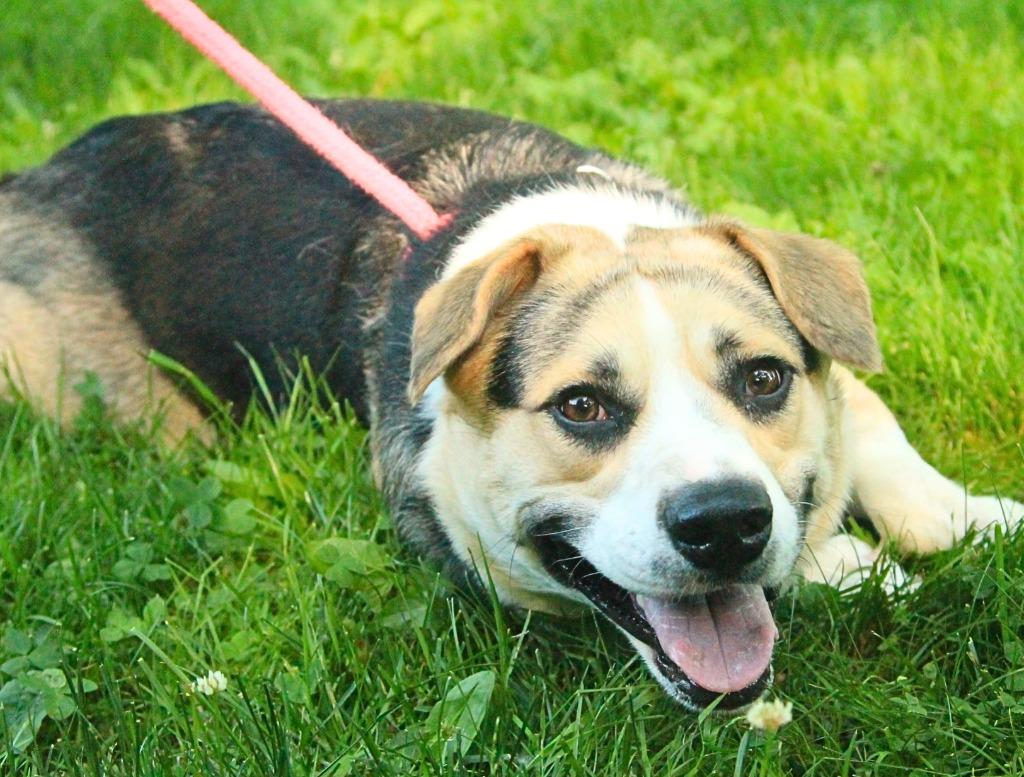Wesson, a Adoptable mixed breed in Utica, MI image 1/5