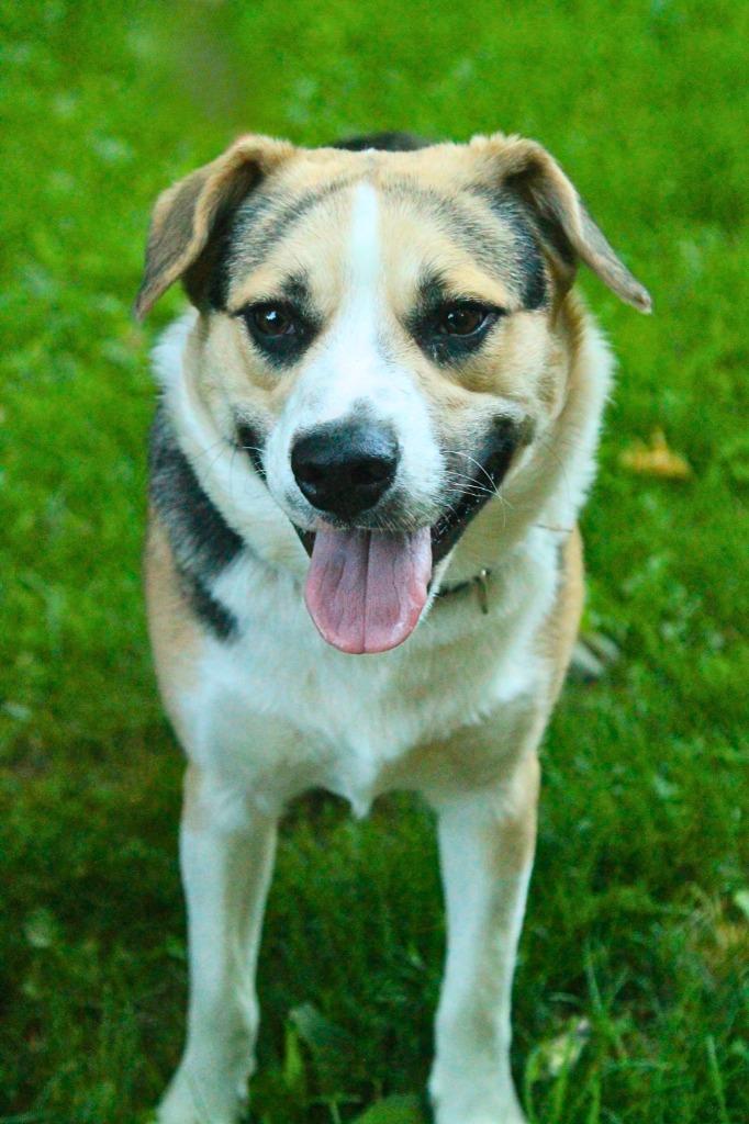 Wesson, a Adoptable mixed breed in Utica, MI image 2/5