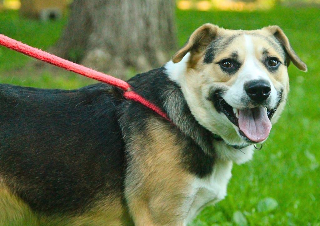 Wesson, a Adoptable mixed breed in Utica, MI image 3/5